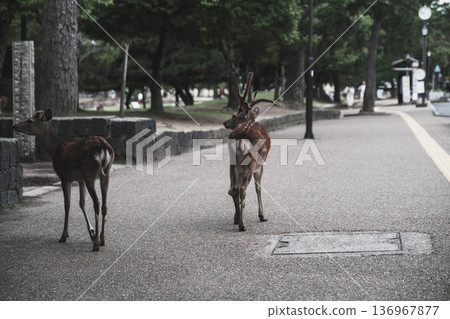 [Nara Park] A town where adorable deer live freely 136967877