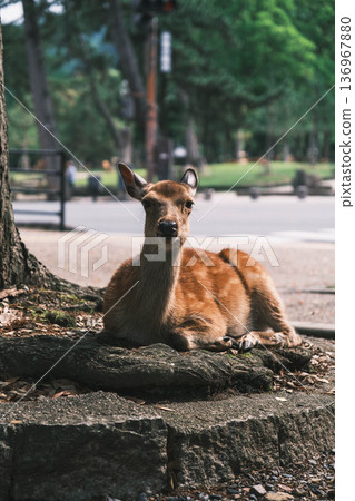 【奈良公園】一個可愛的鹿群自由生活的城鎮 【奈良公園】一個可愛的鹿群自由生活的城鎮 136967880
