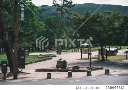 [Nara Park] A town where adorable deer live freely 136967881