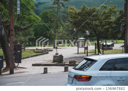 [Nara Park] A town where adorable deer live freely 136967882