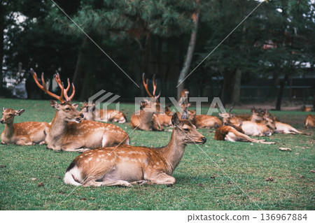 【奈良公園】一個可愛的鹿群自由生活的城鎮 【奈良公園】一個可愛的鹿群自由生活的城鎮 136967884