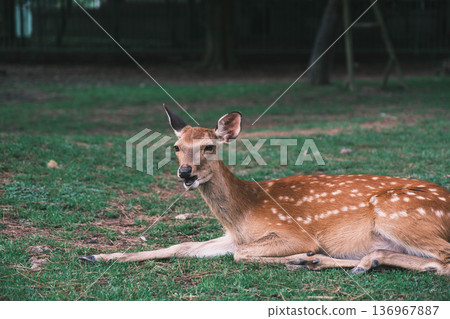 【奈良公園】一個可愛的鹿群自由生活的城鎮 136967887
