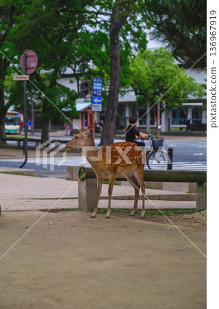 【奈良公園】一個可愛的鹿群自由生活的城鎮 【奈良公園】一個可愛的鹿群自由生活的城鎮 136967919
