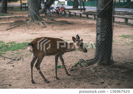 【奈良公園】一個可愛的鹿群自由生活的城鎮 【奈良公園】一個可愛的鹿群自由生活的城鎮 136967920