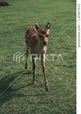 【奈良公園】一個可愛的鹿群自由生活的城鎮 【奈良公園】一個可愛的鹿群自由生活的城鎮 136967932