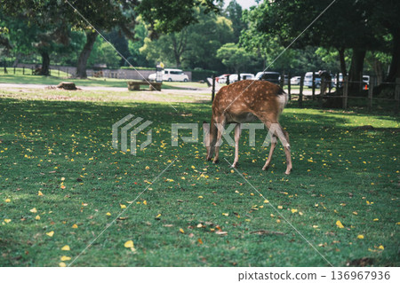 [Nara Park] A town where adorable deer live freely 136967936