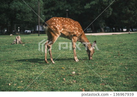 【奈良公園】一個可愛的鹿群自由生活的城鎮 136967939