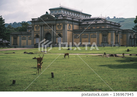 [Nara Park] A town where adorable deer live freely 136967945