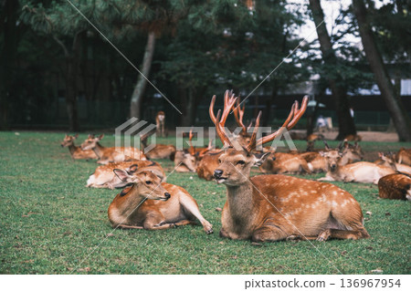 [Nara Park] A town where adorable deer live freely 136967954
