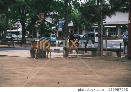 [Nara Park] A town where adorable deer live freely 136967958