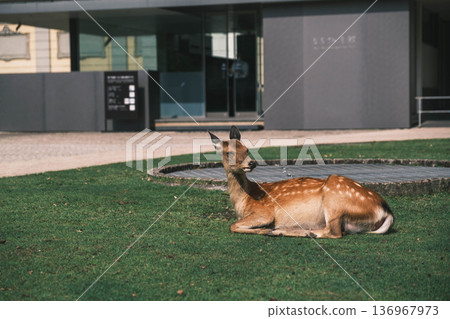 [Nara Park] A town where adorable deer live freely 136967973