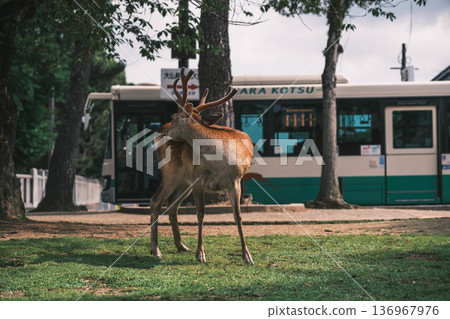 [Nara Park] A town where adorable deer live freely 136967976