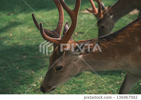 [Nara Park] A town where adorable deer live freely 136967982
