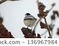 The back view of a fluffy black-capped chickadee 136967984