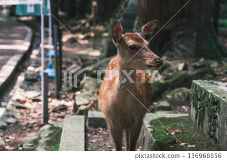 [Kasuga Taisha Shrine] A World Heritage Site Representing Nara / Adorable Deer 136968856