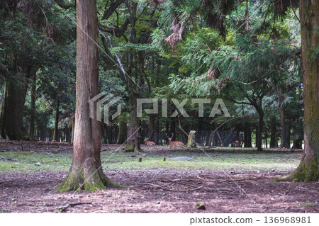 [Kasuga Taisha Shrine] A World Heritage Site that represents Nara 136968981