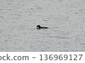 White-winged Scoter trying to swallow a large prey 136969127