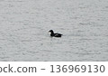 White-winged Scoter wintering on Lake Ontario 136969130