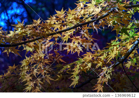 Tokyo in japan at autumn time 136969612