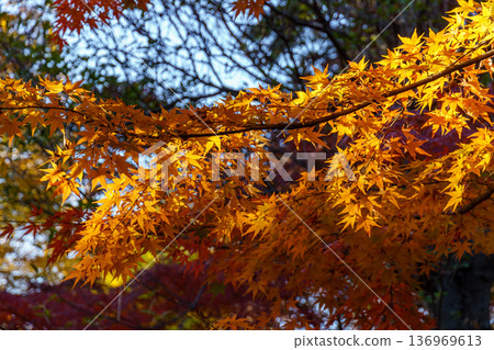 Tokyo in japan at autumn time Tokyo in japan at autumn time 136969613