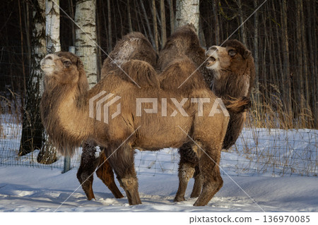 Bactrian camel in the winter. 136970085