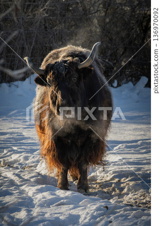 black yak with long hair in winter black yak with long hair in winter 136970092