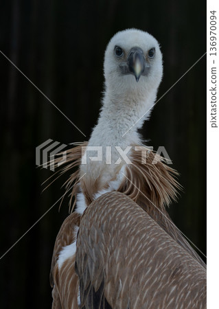Portrait of young bird Griffon vulture Portrait of young bird Griffon vulture 136970094