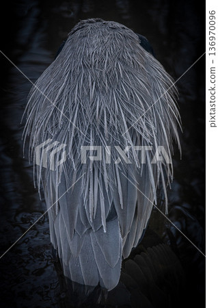 Grey heron  feathers staying in cold water 136970096