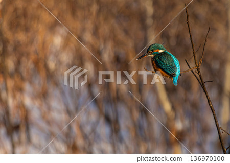 Common European Kingfisher (Alcedo atthis) perched on a stick above the river. 136970100