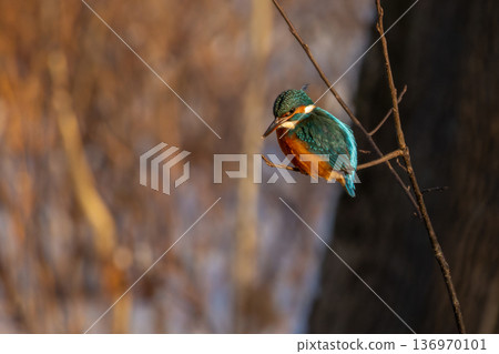 Common European Kingfisher (Alcedo atthis) perched on a stick above the river. 136970101