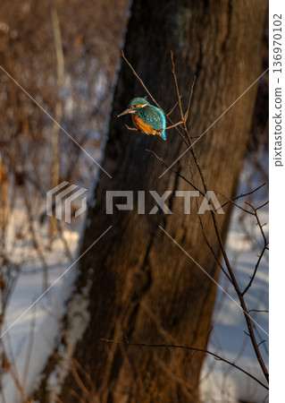 Common European Kingfisher (Alcedo atthis) perched on a stick above the river. 136970102