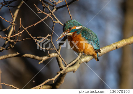 Common European Kingfisher (Alcedo atthis) perched on a stick above the river. 136970103
