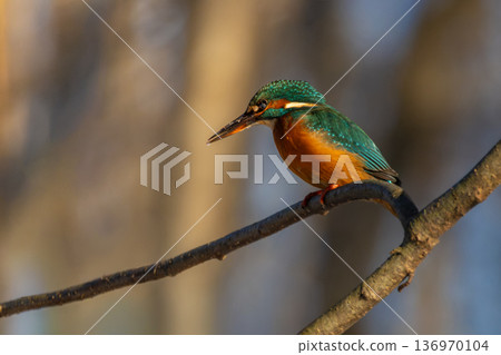 Common European Kingfisher (Alcedo atthis) perched on a stick above the river. 136970104
