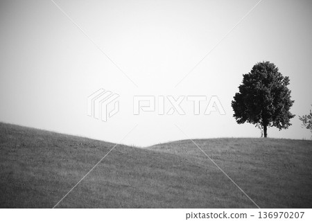 Trees Viewed from Below with Sky Background Trees Viewed from Below with Sky Background 136970207