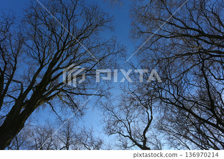 Trees Viewed from Below with Sky Background Trees Viewed from Below with Sky Background 136970214