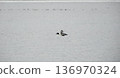 A flying goldeneye with a flock of ducks behind it 136970324