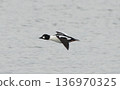 A common goldeneye flying over the lake 136970325