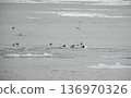 A male mallard leading the way in a courtship display 136970326