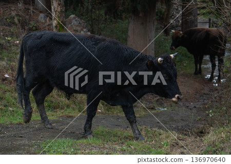 Black cow walking on rural forest pasture, natural environment with grass, trees and soft daylight. Agriculture marketing, sustainable farming communication, livestock industry promotion Black cow walking on rural forest pasture, natural environment with grass, trees and soft daylight. Agriculture marketing, sustainable farming communication, livestock industry promotion 136970640
