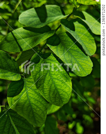 Close up of fresh green leaves in sunlight with visible veins and natural texture. Vibrant botanical background with summer mood. Close up of fresh green leaves in sunlight with visible veins and natural texture. Vibrant botanical background with summer mood. 136971202