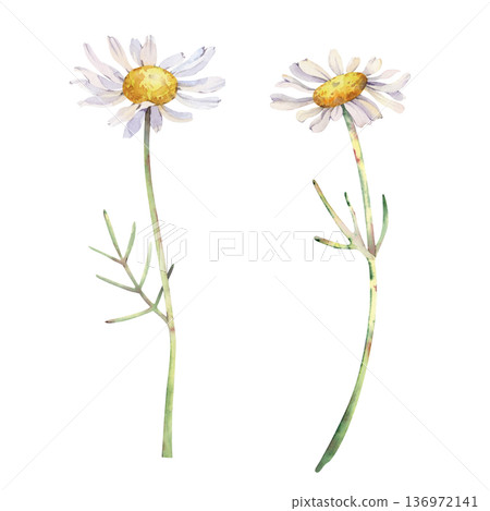 A summer set of watercolor daisies in natural colors on an isolated background. Botanical illustration of white wildflowers for summer design, postcards and invitations. A summer set of watercolor daisies in natural colors on an isolated background. Botanical illustration of white wildflowers for summer design, postcards and invitations. 136972141