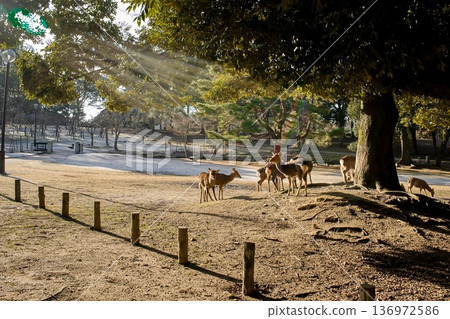 奈良公園和鹿 奈良公園和鹿 136972586