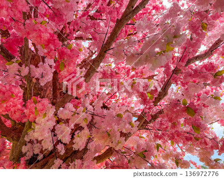 Pink Cherry Blossom Tree In Full Bloom Close Up 136972776
