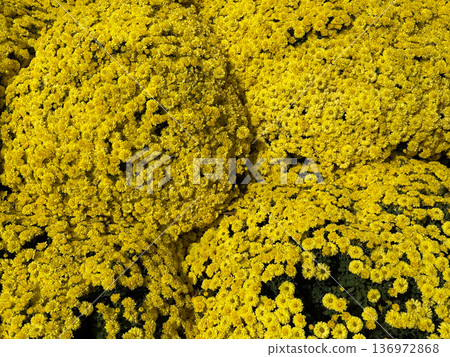 Yellow Chrysanthemum Flower Clusters Natural Texture Yellow Chrysanthemum Flower Clusters Natural Texture 136972868