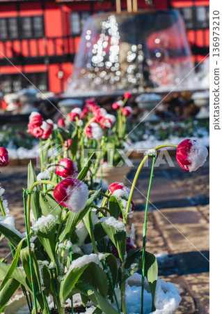 Snowy Funabashi Andersen Park: Red Western-style building and ice tulips 136973210