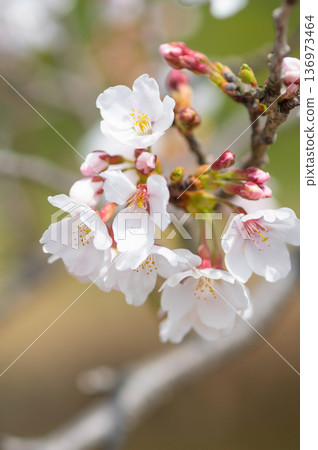 美麗的櫻花特寫（三重縣四日市川島町加賀川千本櫻） 136973464
