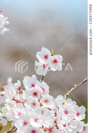 A close-up of beautiful cherry blossoms (Kakagawa Senbonzakura, Kawajima-cho, Yokkaichi City, Mie Prefecture) A close-up of beautiful cherry blossoms (Kakagawa Senbonzakura, Kawajima-cho, Yokkaichi City, Mie Prefecture) 136973468