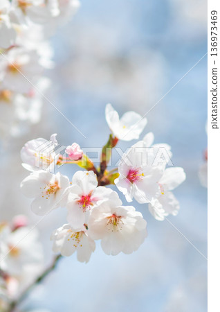 A close-up of beautiful cherry blossoms (Kakagawa Senbonzakura, Kawajima-cho, Yokkaichi City, Mie Prefecture) 136973469
