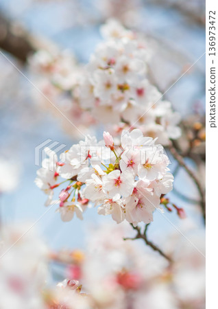 A close-up of beautiful cherry blossoms (Kakagawa Senbonzakura, Kawajima-cho, Yokkaichi City, Mie Prefecture) A close-up of beautiful cherry blossoms (Kakagawa Senbonzakura, Kawajima-cho, Yokkaichi City, Mie Prefecture) 136973472