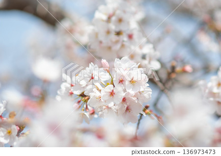 A close-up of beautiful cherry blossoms (Kakagawa Senbonzakura, Kawajima-cho, Yokkaichi City, Mie Prefecture) A close-up of beautiful cherry blossoms (Kakagawa Senbonzakura, Kawajima-cho, Yokkaichi City, Mie Prefecture) 136973473